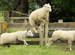 Pin Auf Lamb S Sheep Goats