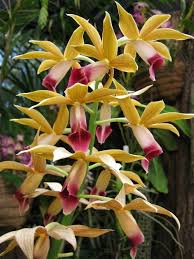 Image result for Phaius occidentalis