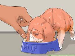 4 Ways To Get Your Dog To Stop Growling At You When Eating