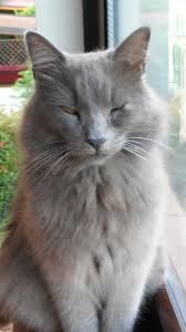 Amo Il Mio Ivan Nebelung Cat Nebelung Cats