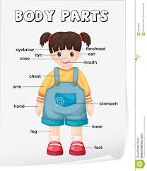 It functions as protection, regulation and sensation. Quotes About Body Parts 131 Quotes