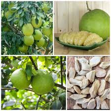 Image result for Citrus maxima