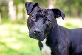 Pitbull gang nation, pitbull gang nation is all about a pitbull named hercules that was adopted at the age of 3 week old and survived and he gains a lot of weight.stay tune. 250 Pit Bull Name Ideas For Your New Pittie Daily Paws