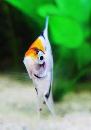 La acvariu in constanta | ce specii de pesti am vazut noi acolo!? Pestii Acvariului Meu Les Poissons De Mon Aquarium Dumasemmanuel