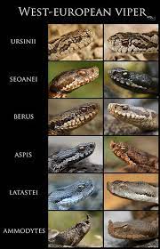 The Genus Vipera Viperidae Includes Several Species And Subspecies Of Venomous Snakes Also Known As Adders Species Of Vip Snake Poisonous Snakes Snake Venom