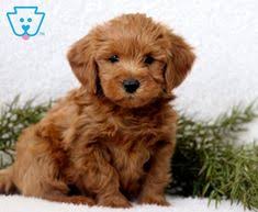 You can do your research on the mini labradoodle breed by reading our breed profiles on the. 120 Mini Labradoodle Puppies Ideas In 2021 Mini Labradoodle Puppy Labradoodle Puppies For Sale Labradoodle