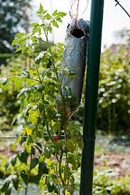 Bei tomaten kommt es vor allem auf den standort an. Tomaten Pflanzen Kopfuber Und Kinderleicht Tomaten Pflanzen Pflanzen Gewachshaus Pflanzen