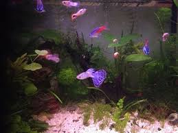 Guppy E Compagni D Acquario Italian Youtube