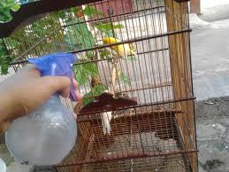 Ternak burung, terutama burung kenari menjadi salah satu peluang usaha yang cukup menjanjikan, karena eksistensi dan peminat lomba kicauan di indonesia itu sendiri untuk burung kenari sering di adakan , mulai dari kota kecil hingga kota besar. Cara Memandikan Burung Kenari Dengan Benar Binatang Peliharaan