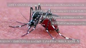 Penyakit dbd ini terus mengalami peningkatan dan. 7 Langkah Mencegah Penyakit Dbd Akibat Nyamuk Aedes Aegypti Tribun Jogja