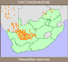 Image result for Phaeoptilum spinosum
