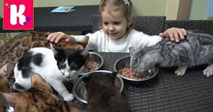 катя и макс новые серии катя и макс новые серии Koshechka Murka Katya I Maks Edut V Kotokafe Na Koshachyu Vecherinku Mnogo Koshek I Kotyata Igrayut S Detkami Detskij Kanal Mister Ma Koshechka Koshachya Vecherinka Kotyata