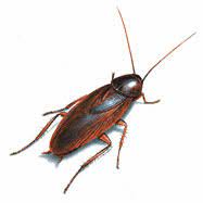 Although mainly found from central texas eastward to florida (they are major pests in cities such as houston and new orleans), and as far north as north carolina, the smokybrown cockroach also has been found as far north as indiana and illinois. Smokybrown Cockroach Facts Roach Removal Orkin