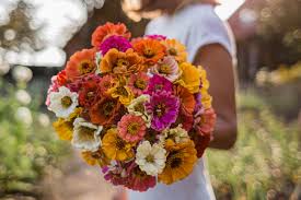 Zinnien Osmers Garten Zinnien Blumen Anbauen Garten Gestalten