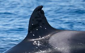 Killer whale ‘found with shotgun wounds’ in Strait of Gibraltar