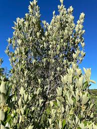 Image result for Kiggelaria africana