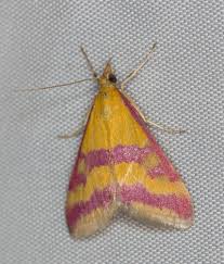 Image result for Pyrausta sanguinalis