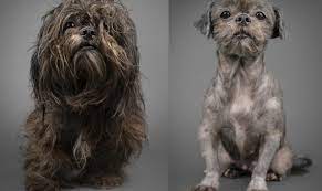 Our goal is to provide healthy havanese to families who want a playful, enthusastic companion for life. Havanese Rescue Transformation Humane Society Tampa Bay