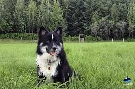 To anyone's knowledge, there were no dogs on the uninhabited island of iceland when norse settlers arrived in 874 ad. Icelandic Sheepdog Fun Facts Pros Cons History
