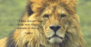 A Lion Doesn T Lose Sleep Over The Opinion Of Sheep Various Quotation Celebration