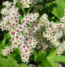 Ahornblatt Staude Karasuba Im Garten Pflanzen Tipps Zur Pflege Mukdeniarossii Bananen Bananenpflanzen Potschke Heuchera Garden Care Perennials Plants