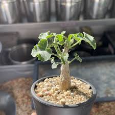 Image result for Corallocarpus bainesii