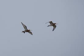 Maybe you would like to learn more about one of these? Black Tailed Godwit Limosa Limosa Birds In Flight Id Guide