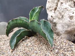 Image result for Sansevieria sinus-simiorum