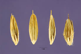 Image result for Leptochloa fusca