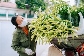 Vườn hoa loa kèn tháng 4 của chị thúy là điểm đến thú vị của nhiều chị, cùng có niềm đem mê với hoa cỏ, thiên nhiên. Loa Ken Tinh Khoi Xuá»'ng Phá»' Gá»i Thang TÆ° Vá» Thá»§ Ä'o Tin Tá»©c Má»›i Nháº¥t 24h Ä'á»c Bao Lao Ä'á»™ng Online Laodong Vn