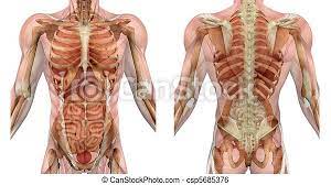 Labeled diagram human torso anatomy perfect. Male Torso Front And Back With Muscles And Organs Muscles Of The Male Torso Front And Back Semi Transparent To Reveal The Canstock