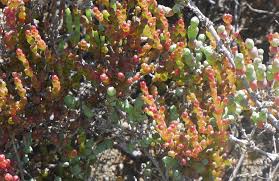 Image result for Halosarcia indica