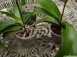 Check spelling or type a new query. How To Repot An Orchid 14 Steps With Pictures Wikihow