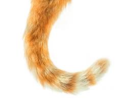 Cat Tail Isolated On White Background Cat Tail Cat Background Cats