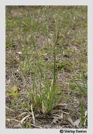 Image result for Eustachys