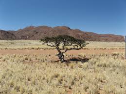 Image result for Boscia albitrunca