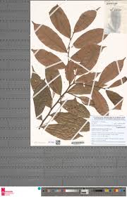 Image result for Antidesma vogelianum