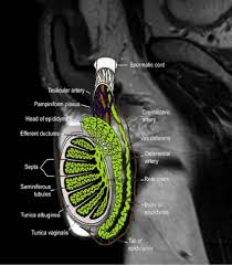Image result for Scrotum