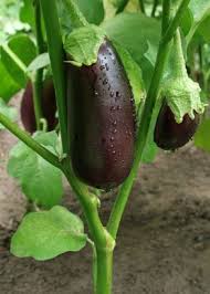 Fruit And Vegetable Gardening A Z Eggplant Sparkpeople Growing Vegetables Growing Eggplant Growing Food
