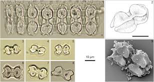 Image result for Sporobolus pectinellus