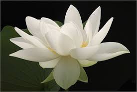 5 Remembrances White Lotus Flower Lotus Flower Pictures White Flowers