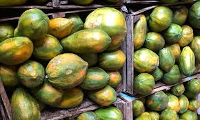 More images for papaya » Could Solar Dried Papaya Relieve Malnutrition In Ethiopia