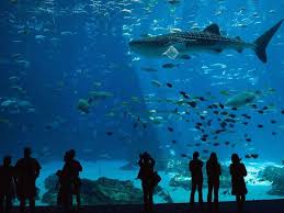 24 Hours In Atlanta Where To Eat Drink And Play Georgia Aquarium Travel Places To Travel