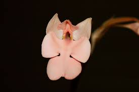 Image result for Habenaria rhopalostigma