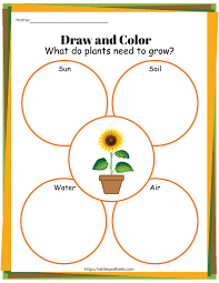 Plant Life Cycle Worksheets Free Printables For Kids Adanna Dill Plant Life Cycle Worksheet Plant Life Cycle Free Printable Worksheets