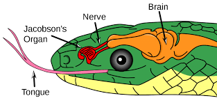 When your mouth, lips, or tongue or any of those parts tingle after an envenomation it is most likely because of a so in order for you to get invenomated, there would have to be some sort of open wound in your mouth for the venom to enter. Sneaky Snake Facts