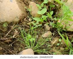 Image result for Fimbristylis squarrosa