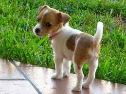 Jack russell terrier chihuahua mix health information. Jack Russel Chihuahua Mix Cute Animals Puppies Cute Dogs