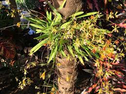 Discussion in 'orchid species' started by harvey south florida z10b, aug 26, 2018. Encyclia Tampensis Putting Out A Ton Of Spikes Love This Florida Native Orchids