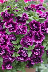 Image result for foto petúnie